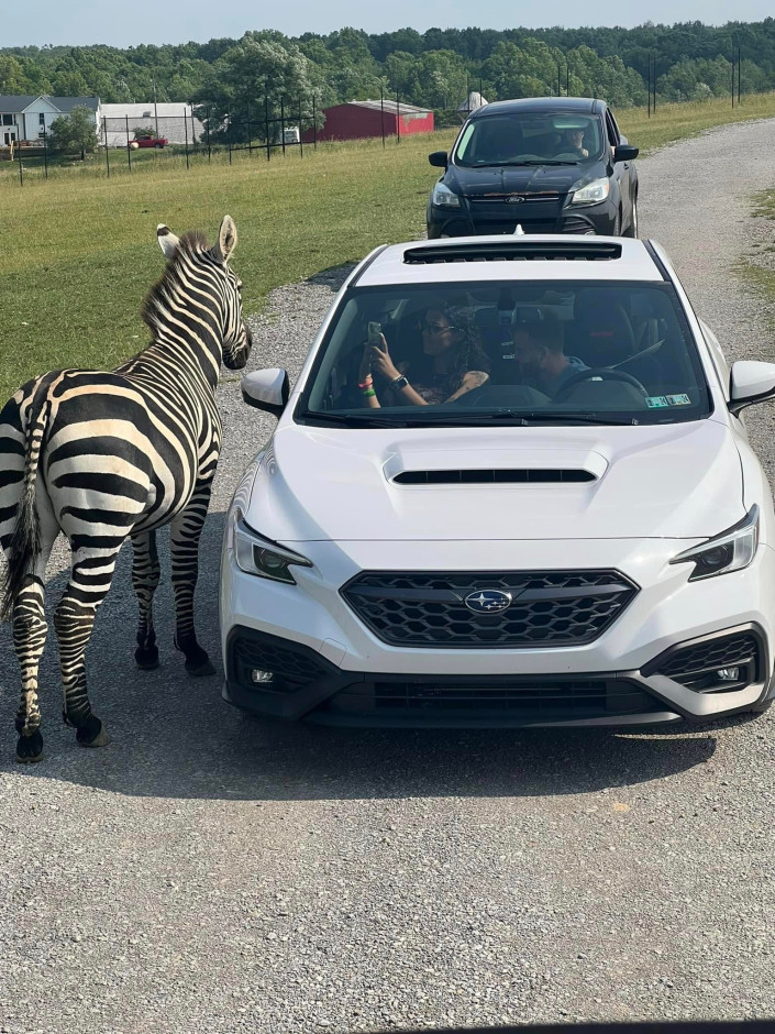 Zachariah Prosek's 2022 Impreza WRX Limited 