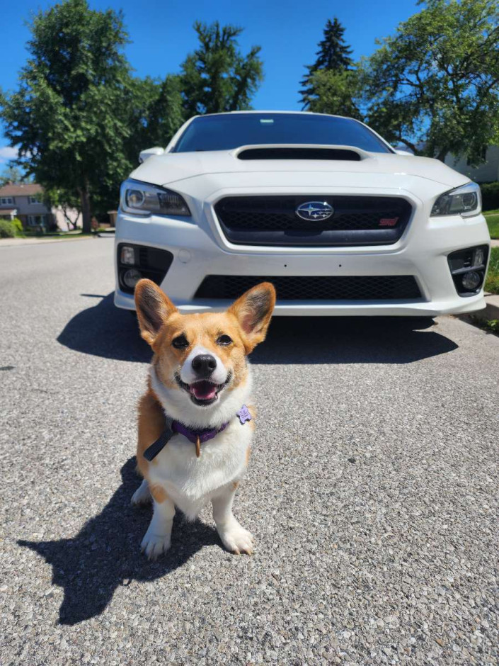 Josh A's 2017 WRX STI Limited